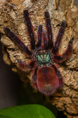 Caribena Versicolor, tarantula in a terrarium, Caribena Versicolor in a Terrarium, beautful spider