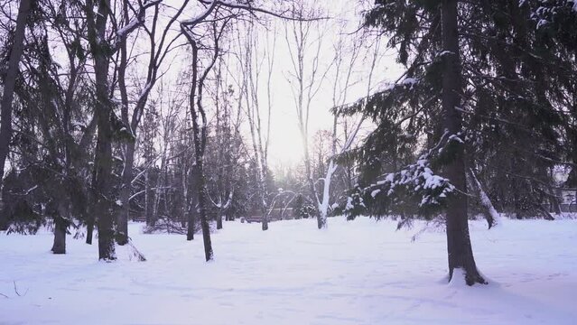 A snow-covered forest path, illuminated by day.A Walk On A Beautiful Winter Day.Background of a snowy fairy-tale winter with an alley of trees. High quality photo