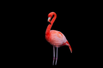 The American flamingo (Phoenicopterus ruber) is a large species of flamingo closely related to the greater flamingo and Chilean flamingo - obrazy, fototapety, plakaty