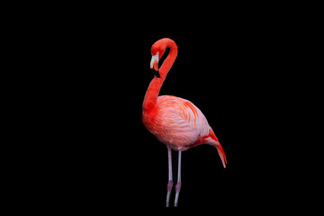 The American flamingo (Phoenicopterus ruber) is a large species of flamingo closely related to the greater flamingo and Chilean flamingo