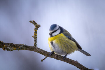 Fototapeta premium Parus caeruleus on woodland branch