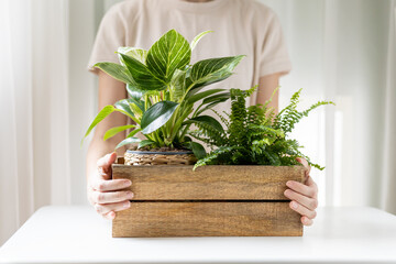 Female hands holding wooden box with home plants. New plants delivery by subscription, online...