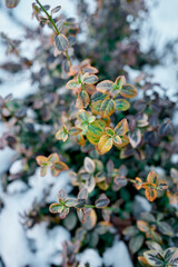 Barberry leaves under the snow