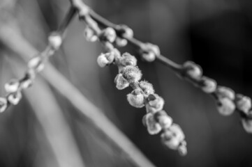 Palmk&auml;tzchen  Black White
