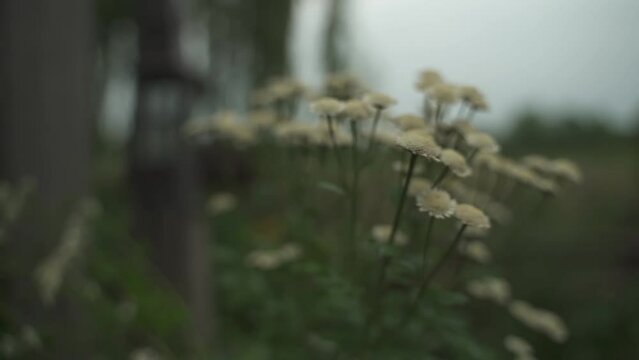 G&auml;nsebl&uuml;mchen wegen im Wind