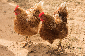 Two chickens on the farm