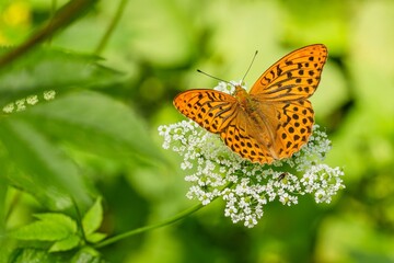 Fototapeta na wymiar Silver-washed fritillary, an orange and black butterfly, sitting on a whitw flower growing in nature. Summer day. Blurry background with green leaves.