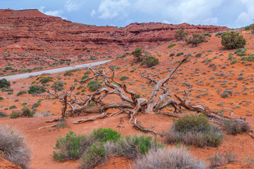 Remains of a dead tree in a desert landscape