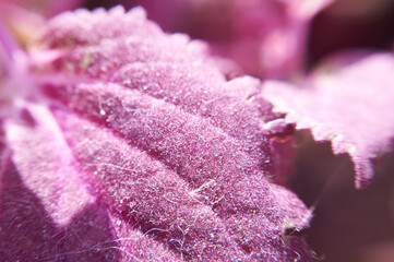 pink shaggy flower leaves macro photography