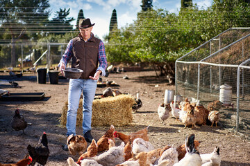 man feeding chickens on hen farm
