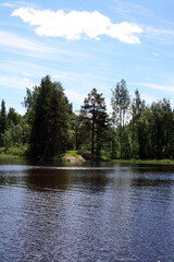 Obraz premium The amazing nature of the Karelian Isthmus. Forests of Karelia.