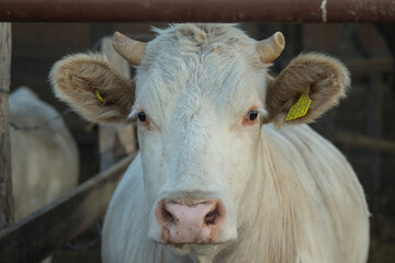 white cow