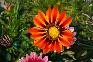 Close up of a Gazania flower, Treasure flower in full bloom, yellow Gazania, Gazania rigens, (aka Gazania splendens)
