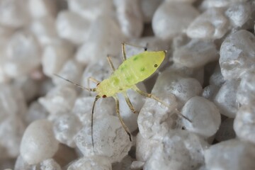 little young green aphid on the wall 