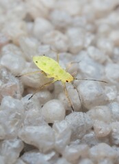 little young green aphid on the wall 