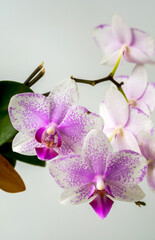 Orchid, Orchis L, white-purple flowers on a gray background