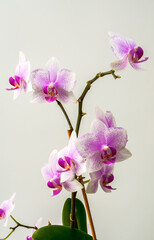 Fototapeta na wymiar Orchid, Orchis L, white-purple flowers on a gray background