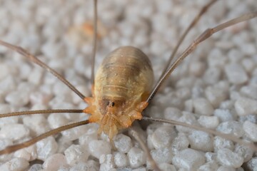 spider Opiliones on the wall in detail