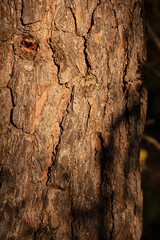 Forêt, Fontainbleau, écorce