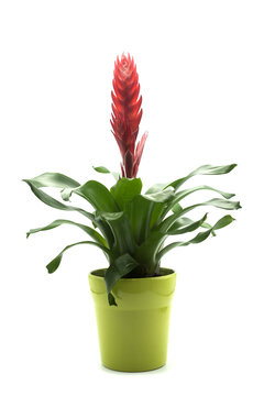 Closeup of bromelia plant in a green pot on white background