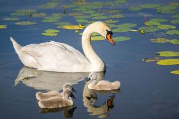 Swan on lake with babies
