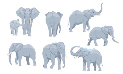 Set of big gray african elephants. Largest mammal on Earth drinks water or walks. Cute wild animal with trunk and tusks in different poses. Cartoon flat vector collection isolated on white background
