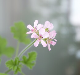 Geranium fragrance "Attar of roses" with pink flowers, scented-leaved pelargonium, rose-scented pelargonium, pelargonium perfume