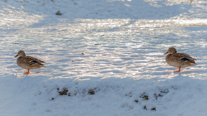 Two brown ducks walking in the snow in city park at sunny winter day. Wintering ducks on snow in winter.