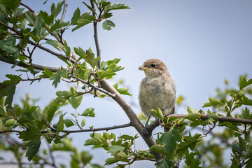 Young bird on branch (lat. Lanius senator)