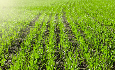 Obraz premium Fresh green sprouts of maize in spring on the field, soft focus. Growing young green corn . Agricultural scene