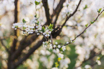Close up of apple tree with white spring blossom at garden. Beautiful aromatic flowers. Natural details.
