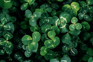 Green clover leaves natural background, St Patrick's Day