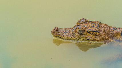 Vigilant little crocodile