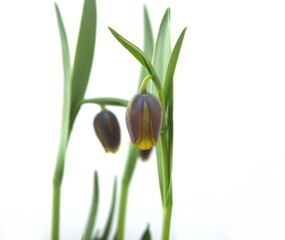 Fritillaria michailovskyi, species of flowering plant in the lily family, bulbous perennial plant, on white background