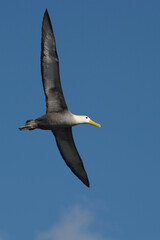 Fototapeta na wymiar Galapagos Albatross flying high in a clear blue sky