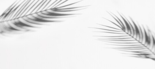 Abstract shadow black white palm leaf shadow on a white wall background. Horizontal creative theme poster, greeting cards, headers, website and app