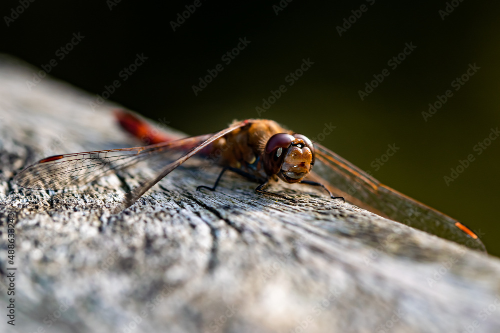 Poster a macro shot of the red dragonfly on the wooden surface in antwerp, belgium