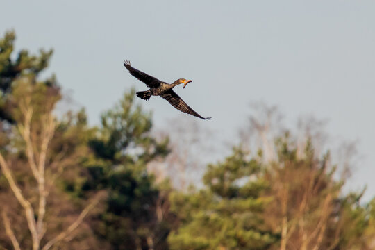 A low angle shot of Aalscholver flying on the sky