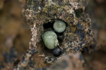 Bigorneaux & Coquillages