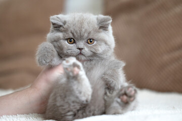 Niedliche Britisch Kurzhaar Kitten Katzenbabys