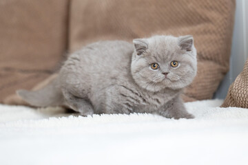 Niedliche Britisch Kurzhaar Kitten Katzenbabys