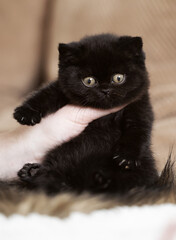 Niedliche Britisch Kurzhaar Kitten Katzenbabys