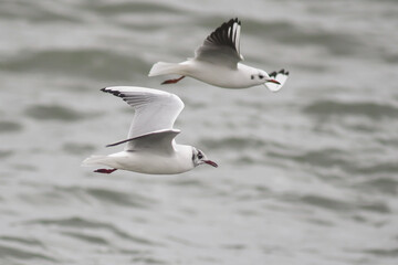 Gabbiani comuni (Larus ridibundus) in volo sulle onde del mare,primo piano