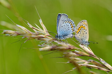 Blue Butterflies on a stalk of grass