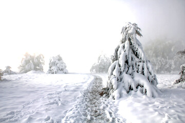 Misty scene of snow-covered trees after a storm