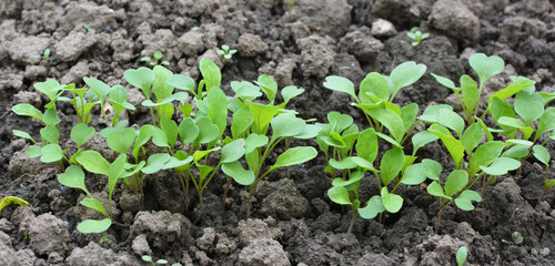 Arugula (Eruca sativa) seedlings sprouted from the seeds in the garden