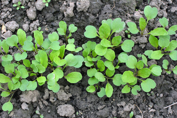 Arugula (Eruca sativa) seedlings sprouted from the seeds in the garden