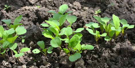 Arugula (Eruca sativa) seedlings sprouted from the seeds in the garden