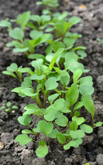 Arugula (Eruca sativa) seedlings sprouted from the seeds in the garden