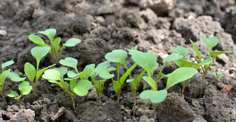 Arugula (Eruca sativa) seedlings sprouted from the seeds in the garden